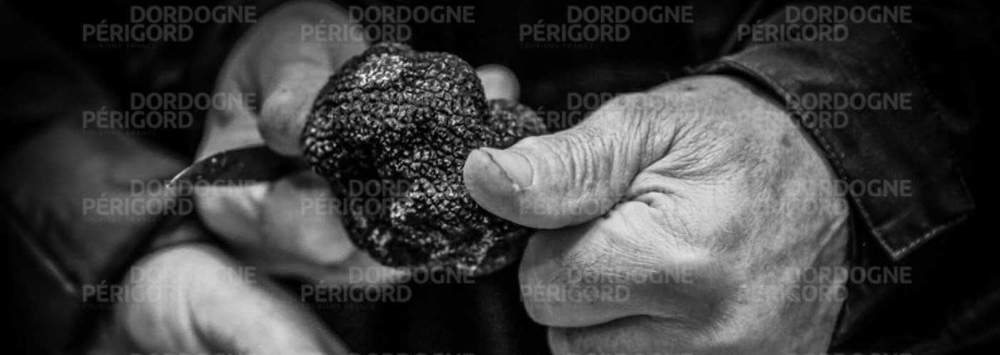 La truffe du Périgord : tout savoir sur la truffe noire du Périgord en  Dordogne